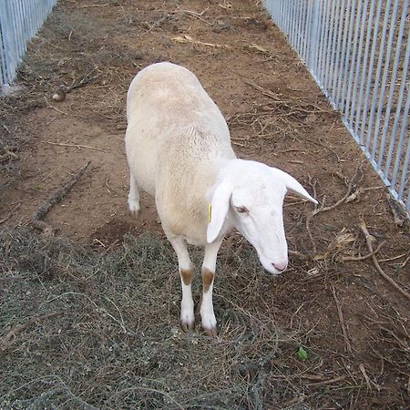 Centro De Agroecologia Y Medio Ambiente De Murcia Bullas Luaran gambar