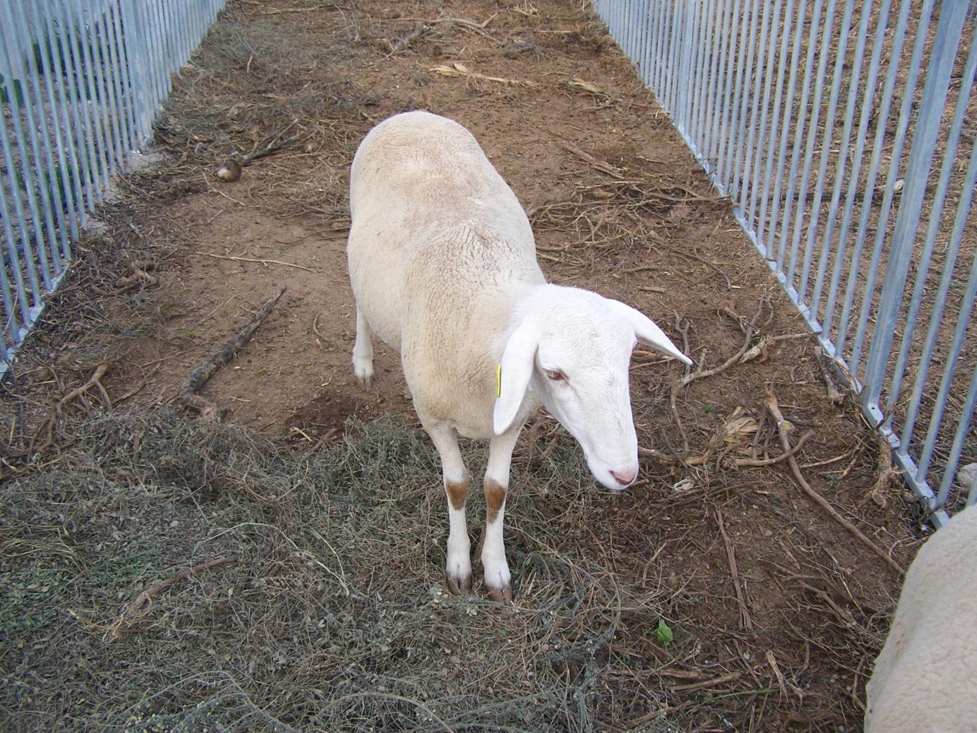 Centro De Agroecologia Y Medio Ambiente De Murcia Bullas Luaran gambar